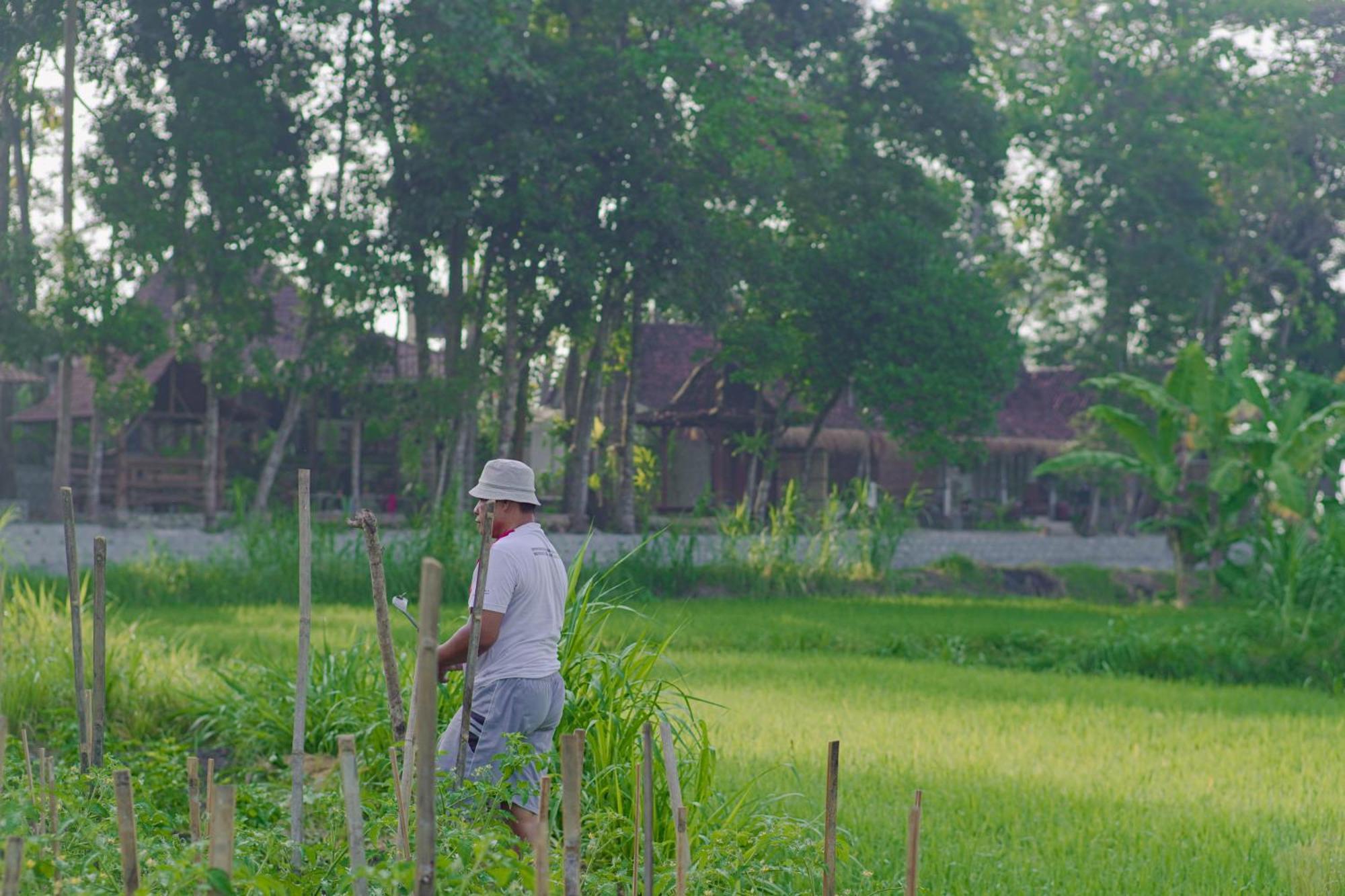 Sare - House With Panorama Rice Field View Villa