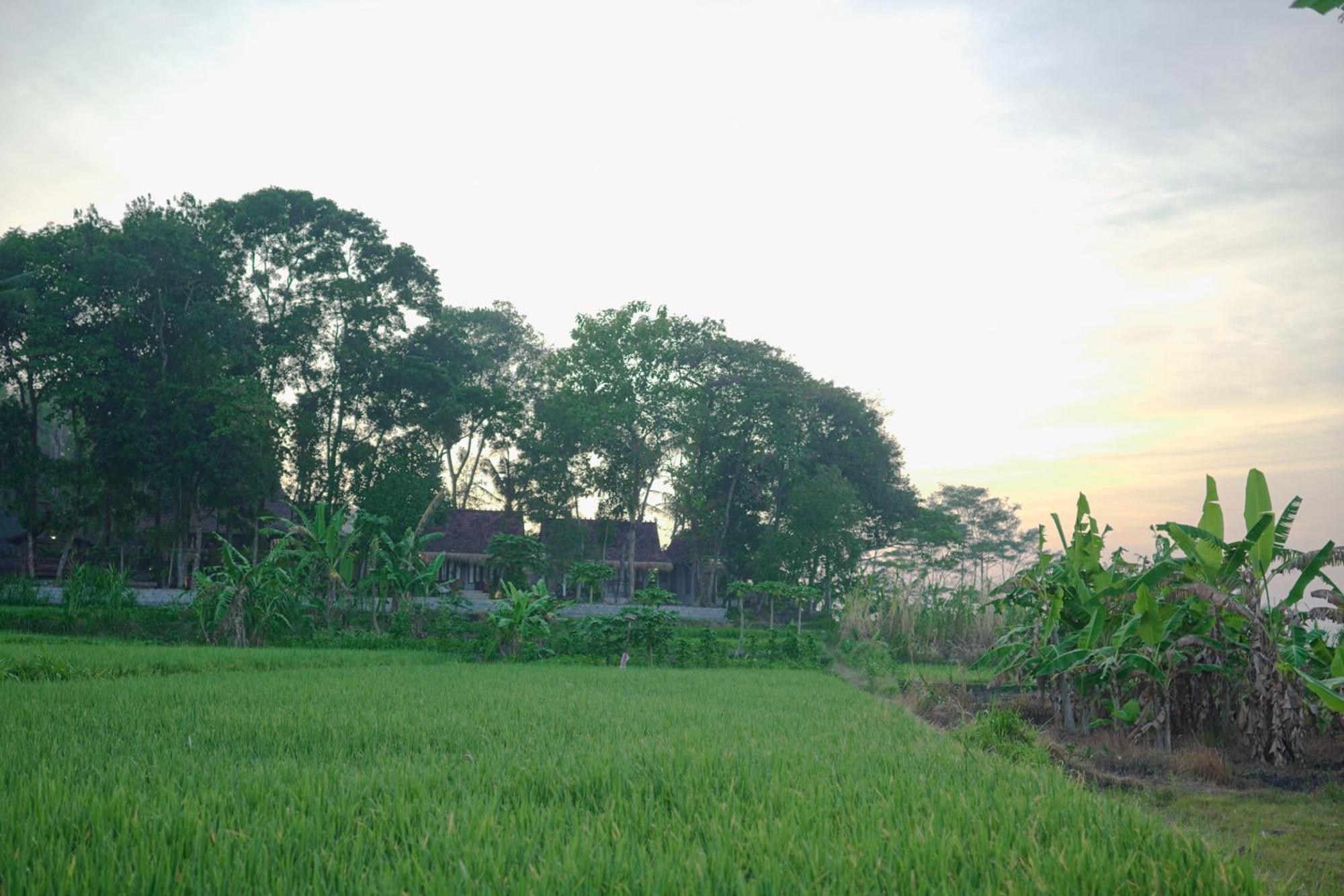 Sare - House With Panorama Rice Field View *