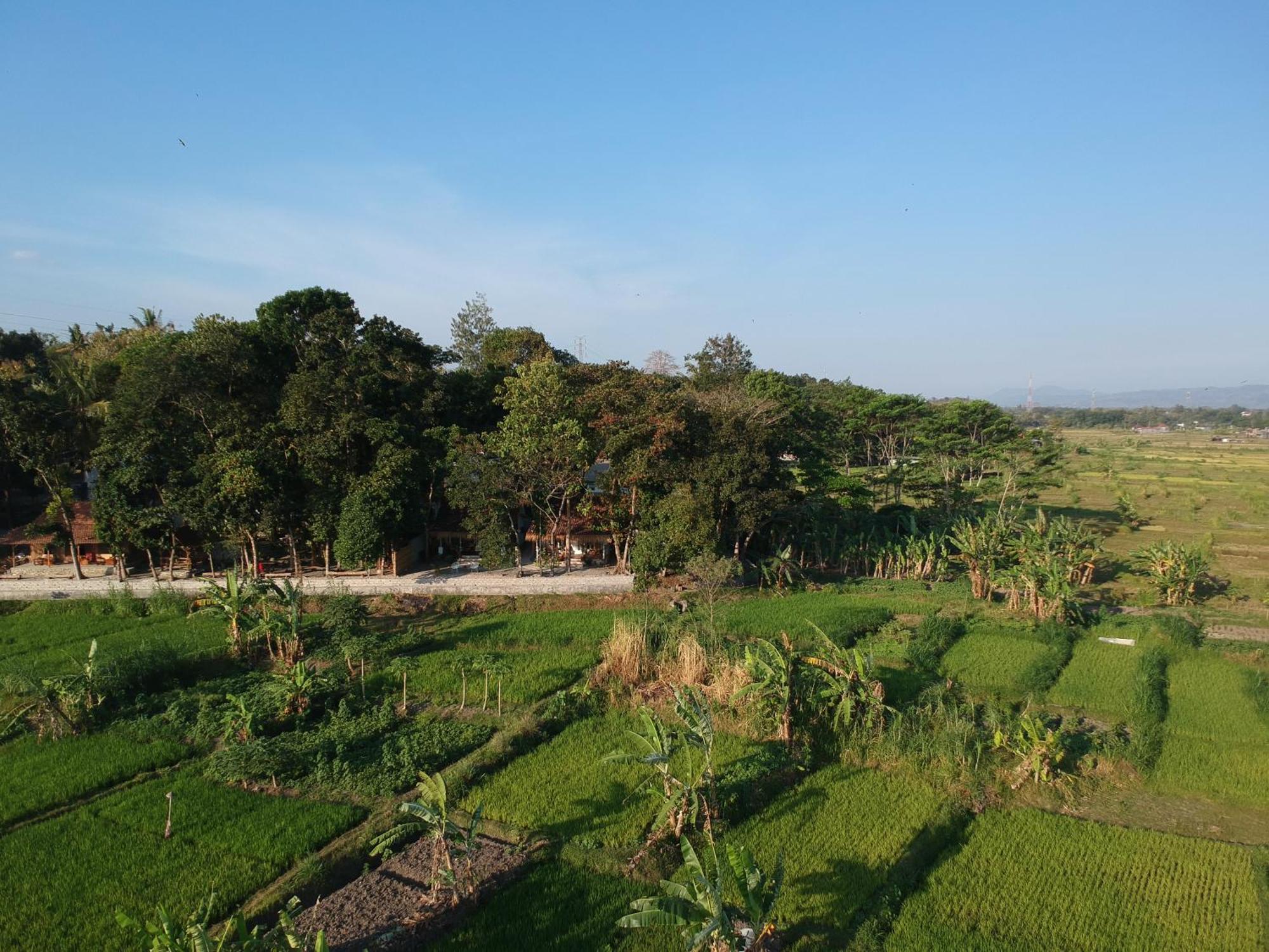 Sare - House With Panorama Rice Field View Villa Yogyakarta